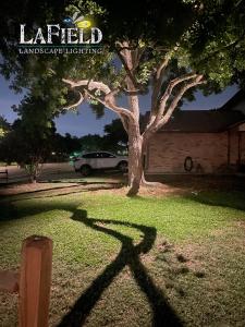 Lafield-Landscaping live-oak-tree-uplighting-01