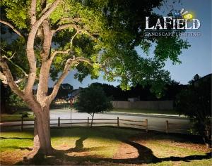 Lafield-Landscaping live-oak-tree-uplighting